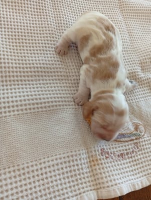 Les chiots de Cocker Spaniel Anglais