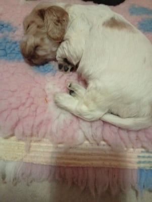 Les chiots de Cocker Spaniel Anglais