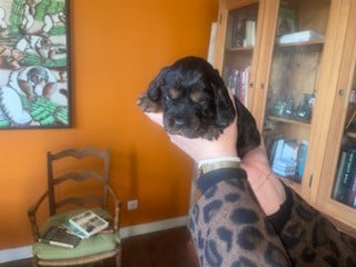 Les chiots de Cocker Spaniel Anglais