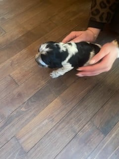 Les chiots de Cocker Spaniel Anglais