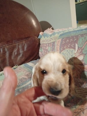 Les chiots de Cocker Spaniel Anglais