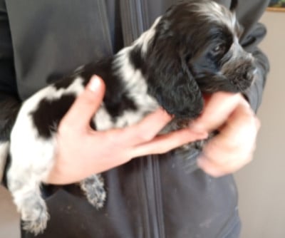 Les chiots de Cocker Spaniel Anglais