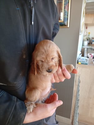 Les chiots de Cocker Spaniel Anglais