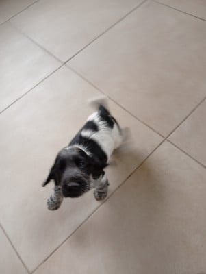 Les chiots de Cocker Spaniel Anglais