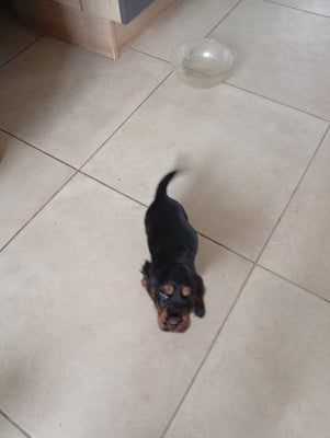 Les chiots de Cocker Spaniel Anglais