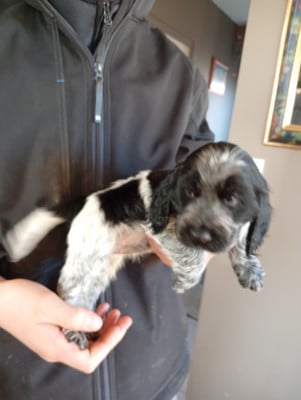 Les chiots de Cocker Spaniel Anglais