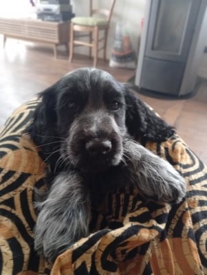 Les chiots de Cocker Spaniel Anglais