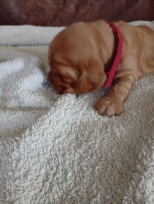 Les chiots de Cocker Spaniel Anglais