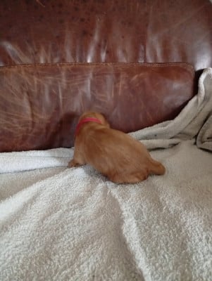 Les chiots de Cocker Spaniel Anglais