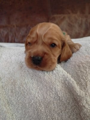 Les chiots de Cocker Spaniel Anglais