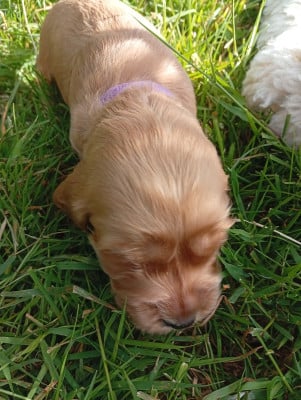 Les chiots de Cocker Spaniel Anglais