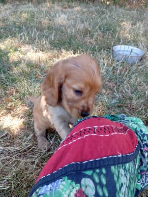 Les chiots de Cocker Spaniel Anglais