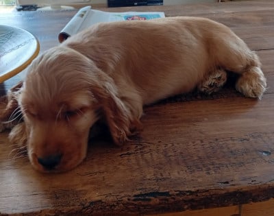 Les chiots de Cocker Spaniel Anglais