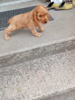 Les chiots de Cocker Spaniel Anglais