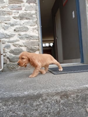 Les chiots de Cocker Spaniel Anglais
