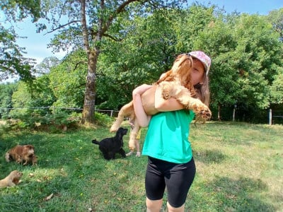 Les chiots de Cocker Spaniel Anglais