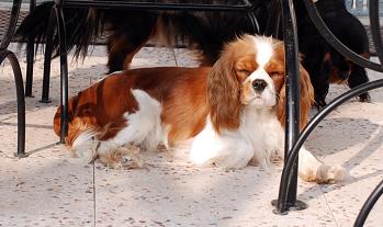 Publication : du domaine de l'ostrevent Auteur : DELANNOIS LAURENCE