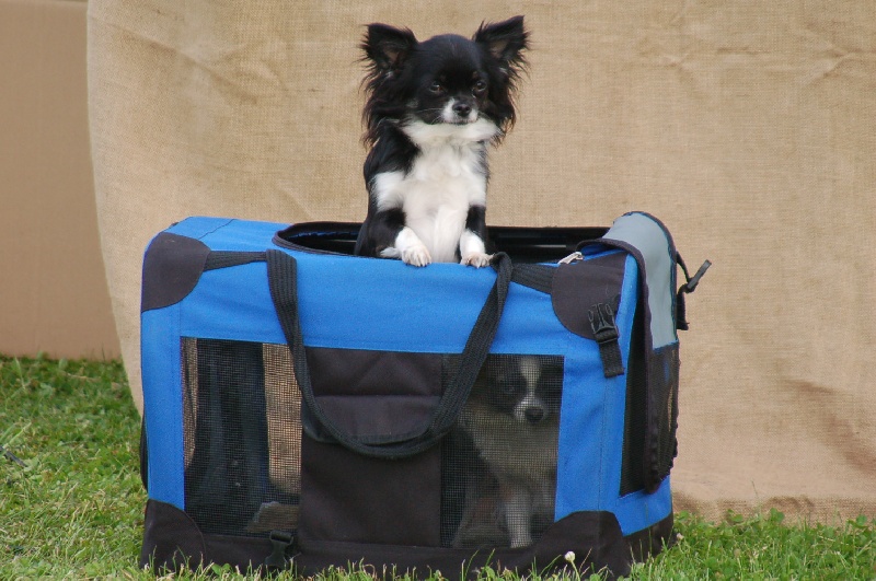 Publication : du domaine de l'ostrevent Auteur : léna