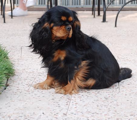 Publication : du domaine de l'ostrevent Auteur : aurore