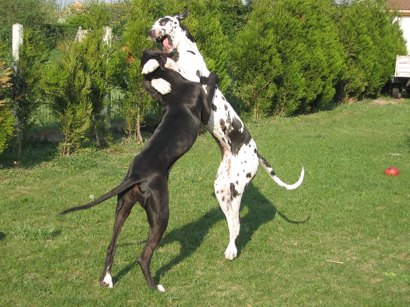 Publication : du domaine de l'ostrevent Auteur : patricia