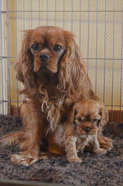 Publication : du domaine de l'ostrevent