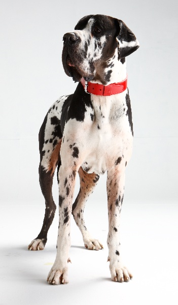 Publication : du domaine de l'ostrevent Auteur : patricia