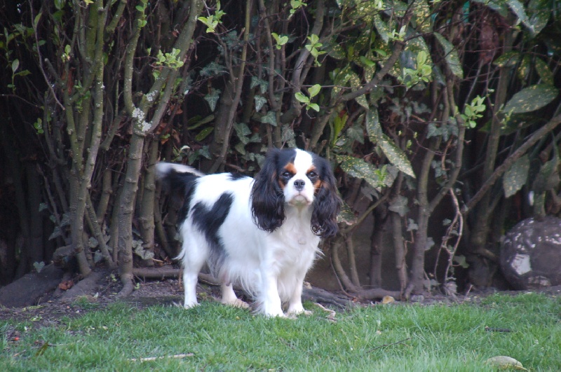 Publication : du domaine de l'ostrevent