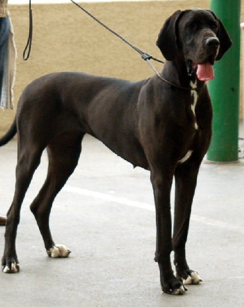 Publication : du domaine de l'ostrevent Auteur : patricia