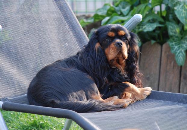 Publication : du domaine de l'ostrevent Auteur : aurore