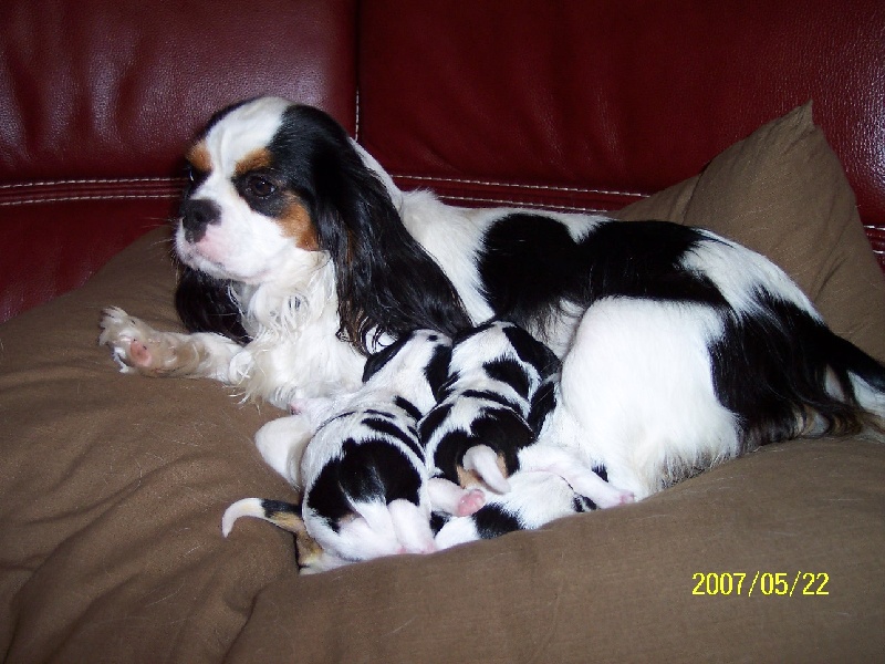 Publication : du domaine de l'ostrevent