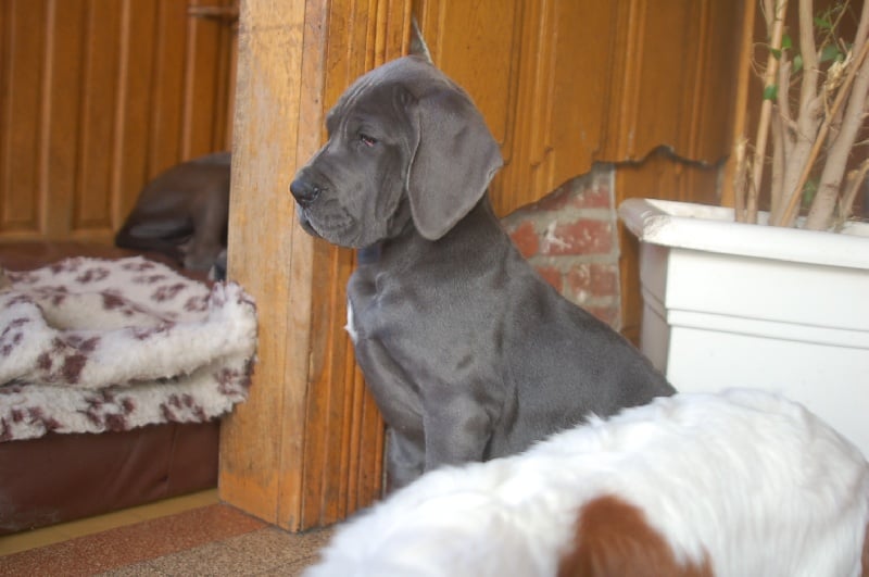 Publication : du domaine de l'ostrevent Auteur : helene