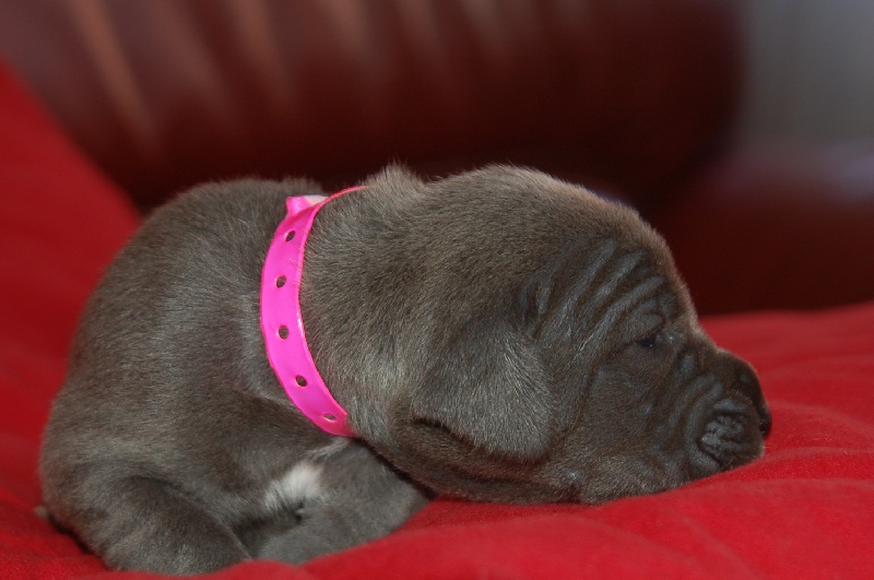 Publication : du domaine de l'ostrevent Auteur : helene