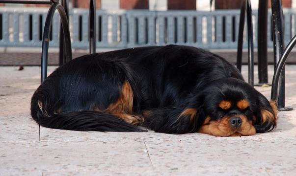 Publication : du domaine de l'ostrevent Auteur : aurore