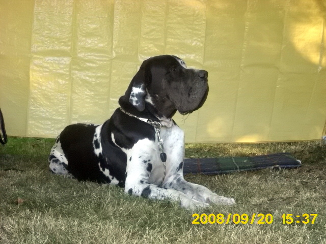 Publication : du domaine de l'ostrevent Auteur : patricia