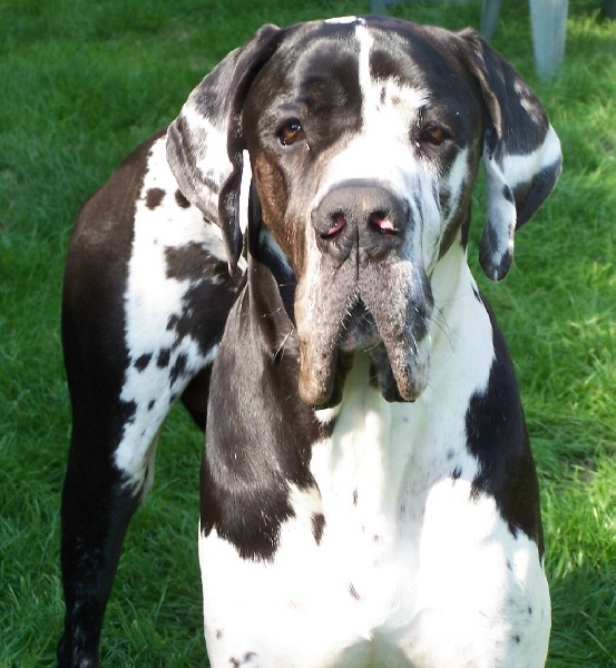 Publication : du domaine de l'ostrevent Auteur : patricia