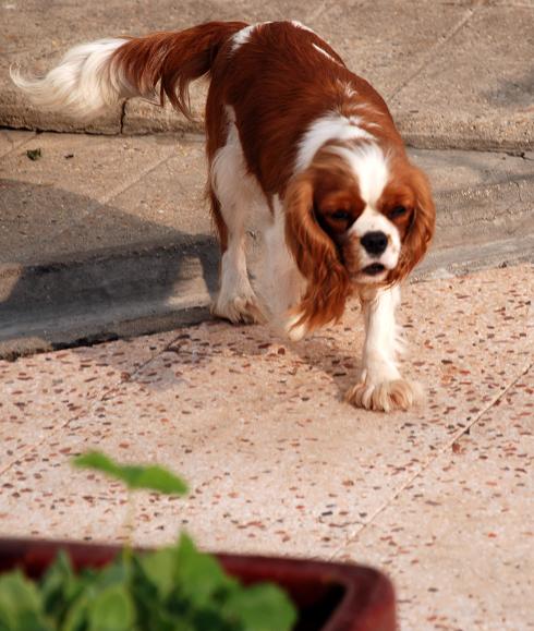 Publication : du domaine de l'ostrevent Auteur : DELANNOIS LAURENCE