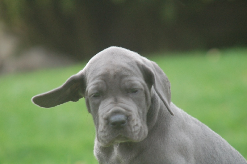 Publication : du domaine de l'ostrevent Auteur : helene