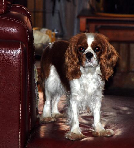 Publication : du domaine de l'ostrevent Auteur : DELANNOIS LAURENCE