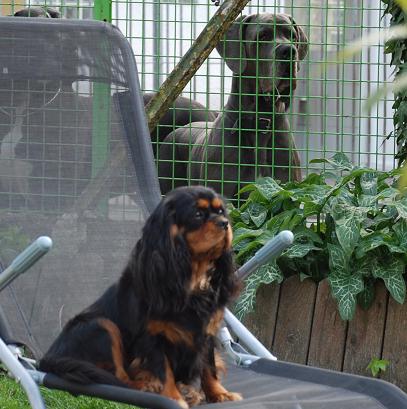 Publication : du domaine de l'ostrevent Auteur : aurore