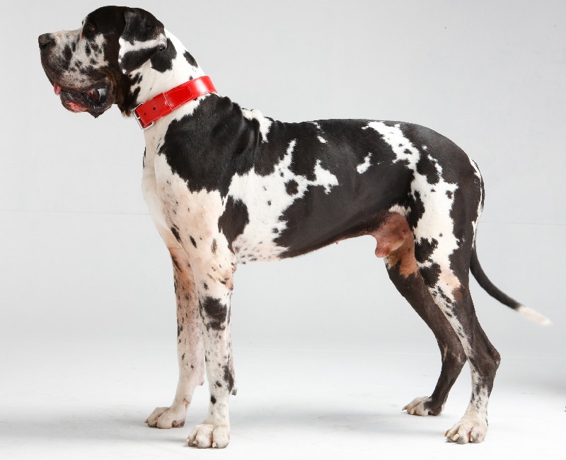 Publication : du domaine de l'ostrevent Auteur : patricia