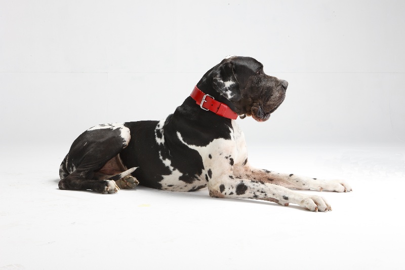 Publication : du domaine de l'ostrevent Auteur : patricia