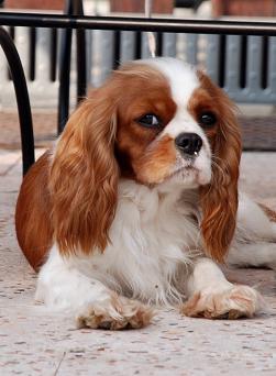 Publication : du domaine de l'ostrevent Auteur : DELANNOIS LAURENCE