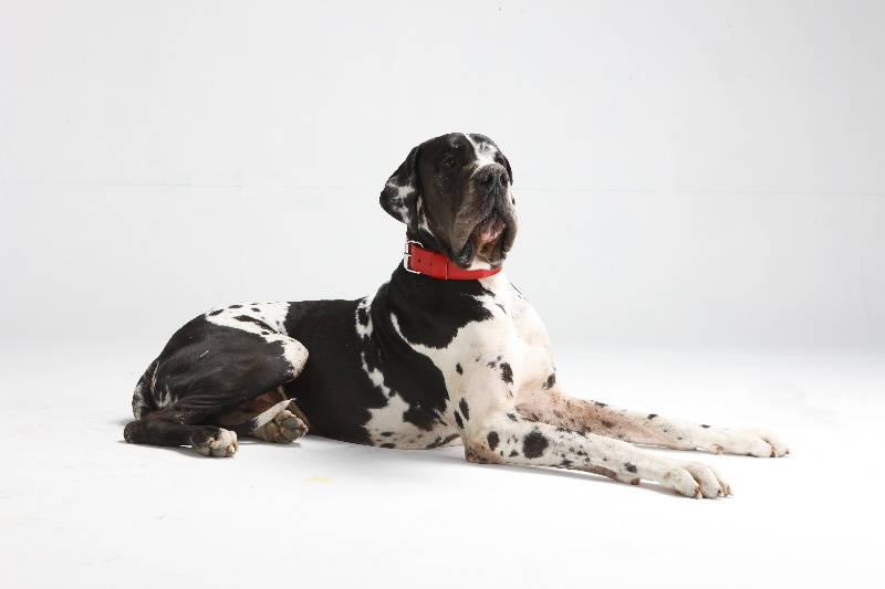 Publication : du domaine de l'ostrevent Auteur : patricia