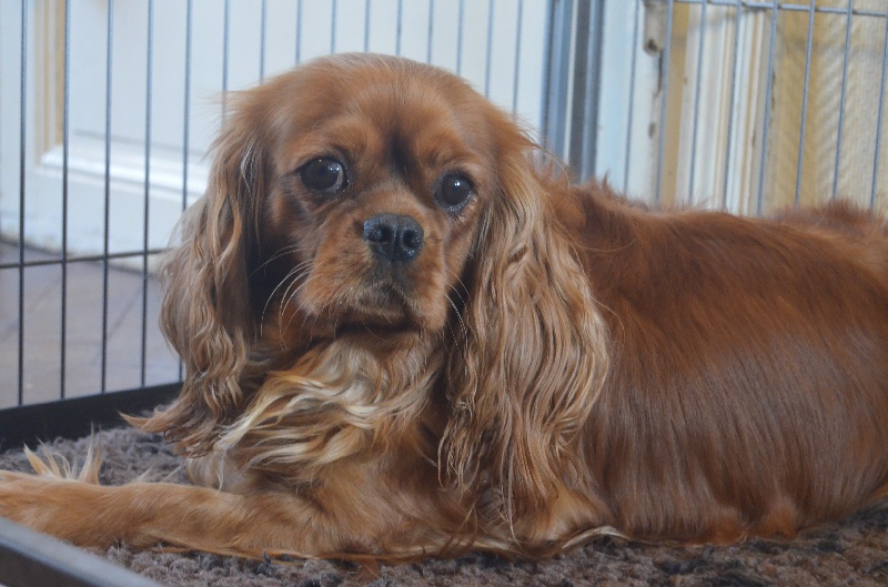 Publication : du domaine de l'ostrevent