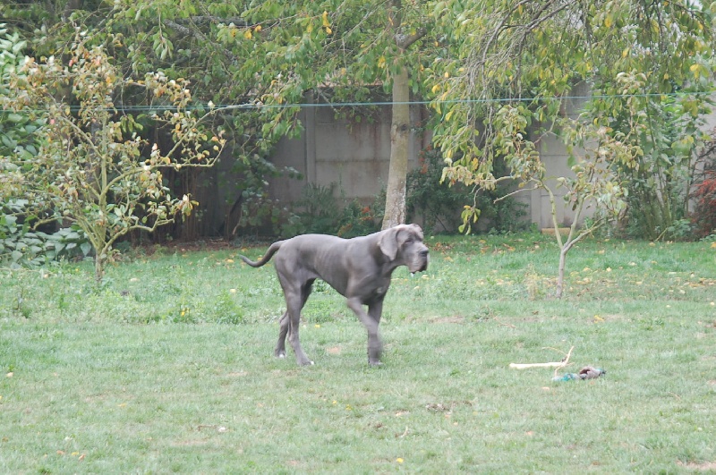 Publication : du domaine de l'ostrevent Auteur : helene