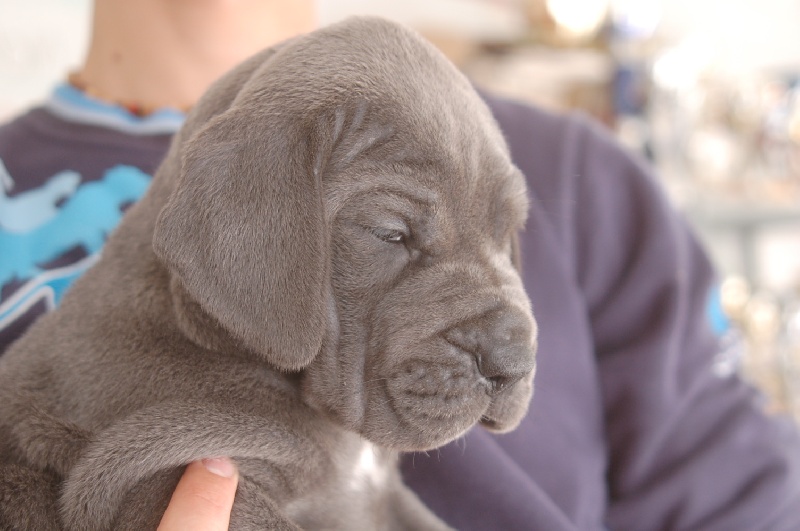 Publication : du domaine de l'ostrevent Auteur : helene