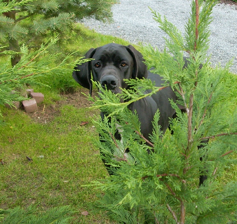 Publication : du domaine de l'ostrevent Auteur : patricia