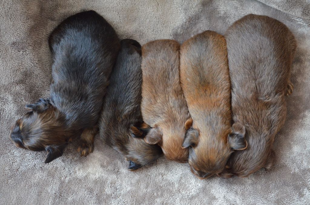 du domaine de l'ostrevent - Russkiy Toy (Petit Chien Russe) - Portée née le 21/04/2018