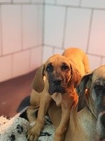 du domaine de l'ostrevent - Dogue allemand - Portée née le 18/08/2018