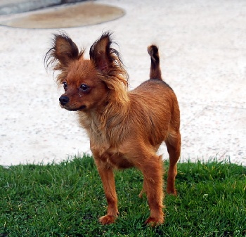 Accueil Elevage Du Domaine De Lostrevent Eleveur De